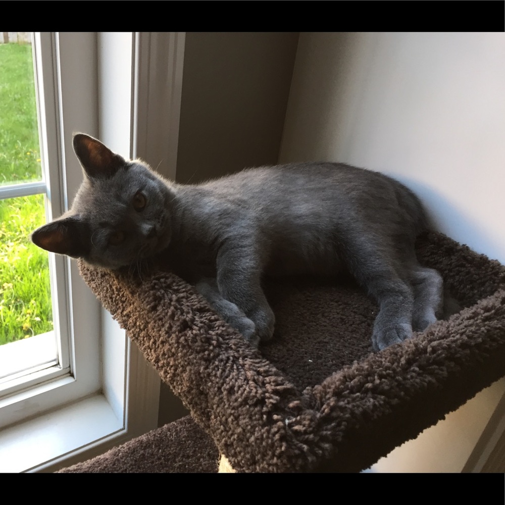 Meet your Posher, Rose